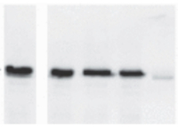 OLE2 | Oleosin 21,2 kDa in the group Antibodies Plant/Algal  / Developmental Biology / Signal transduction at Agrisera AB (Antibodies for research) (AS20 4411)